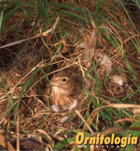 Alondra común pastel incubando. Foto: Rudy Driesmans.