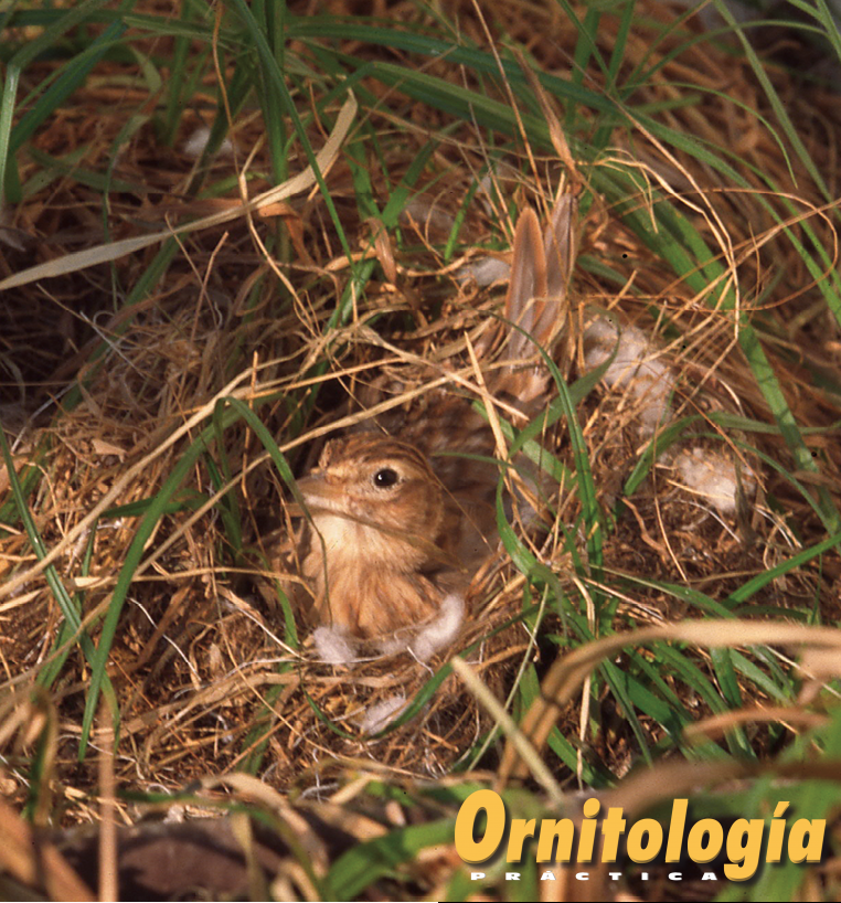 Alondra común pastel incubando. Foto: Rudy Driesmans.