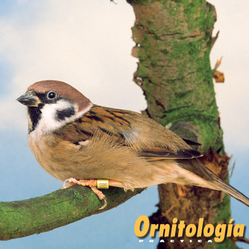gorrión común - ornitología practica
