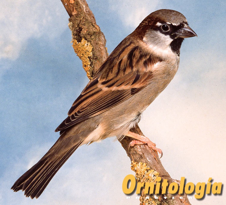 Gorrión común hembra - Ornitología Práctica