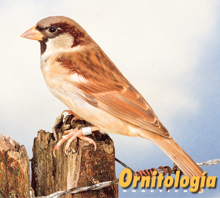 Gorrión común Bruno - Ornitología Prática