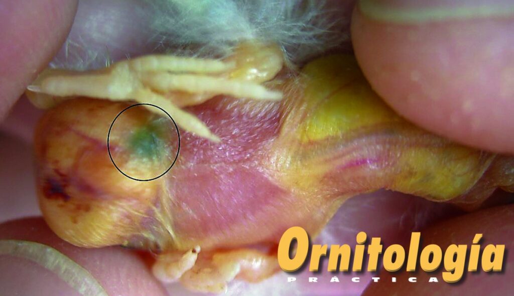 Punto negro o Black spot - Ornitología Práctica