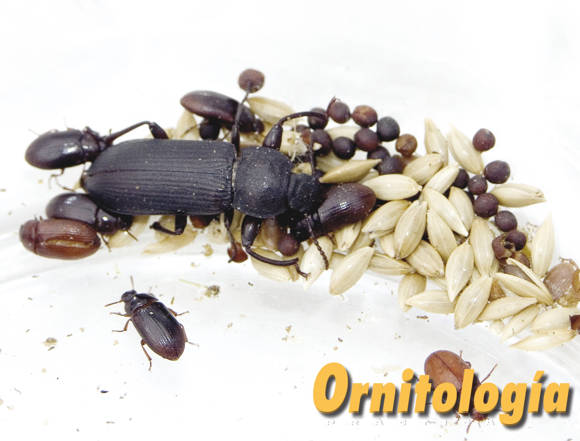 Tenebrios vivos -www.ornitologiapractica.com