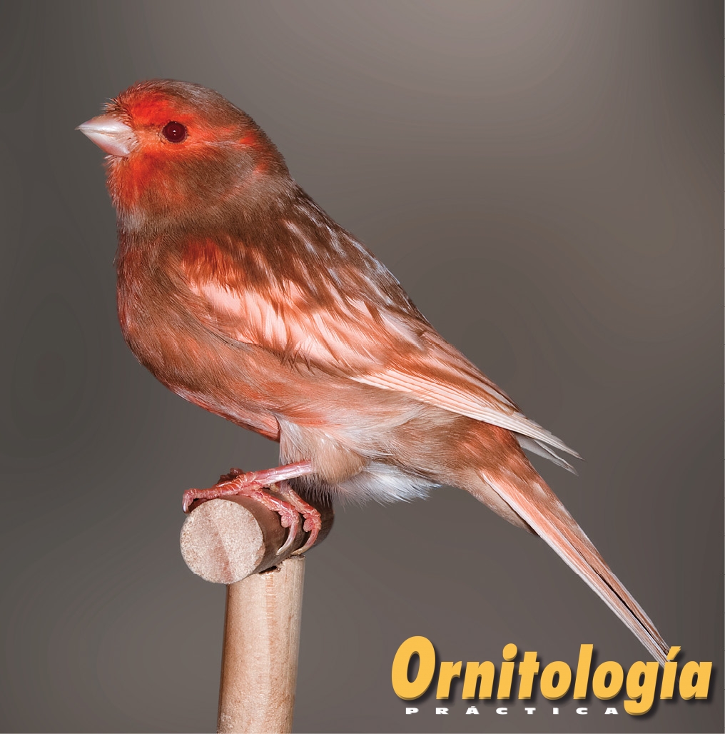 Macho Phaeo Marfil Nevado. - www.ornitologiapractica.com