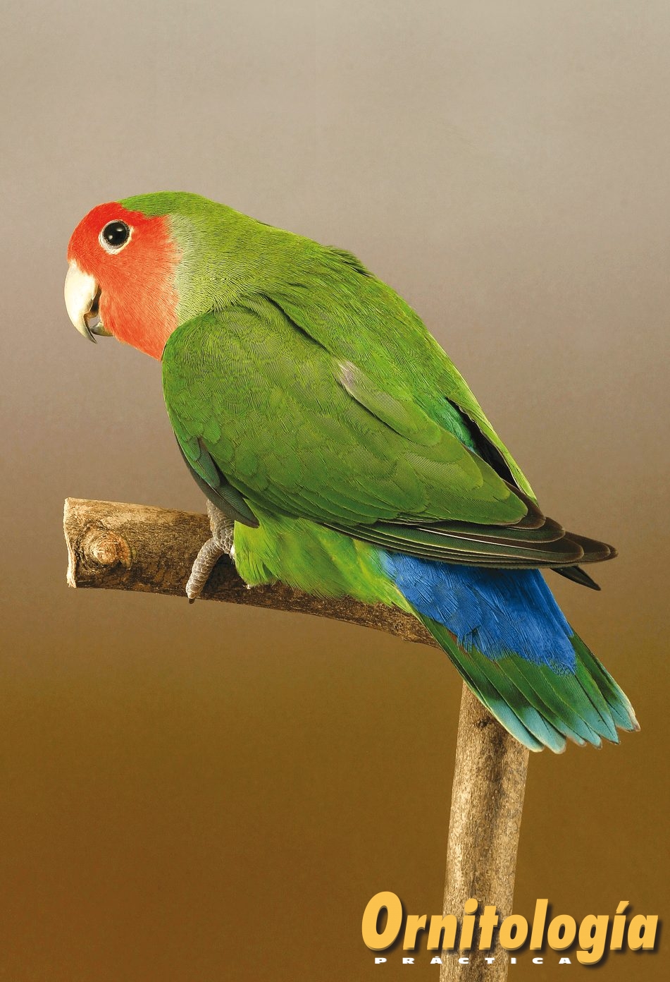 Agapornis Roseicollis