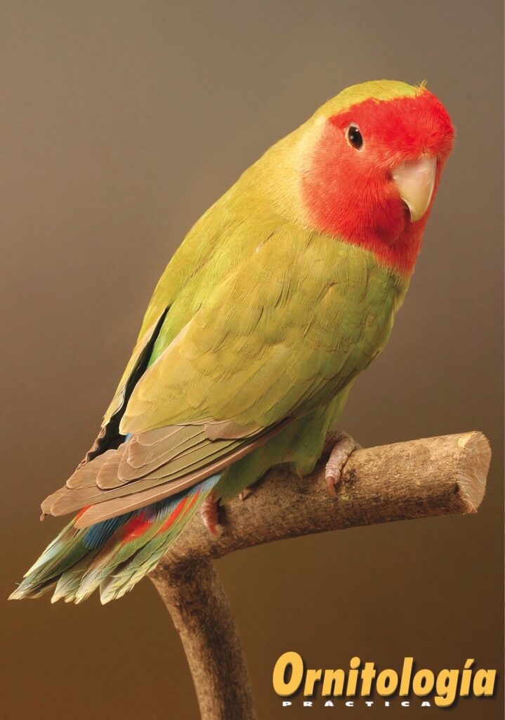 Agapornis roseicollis