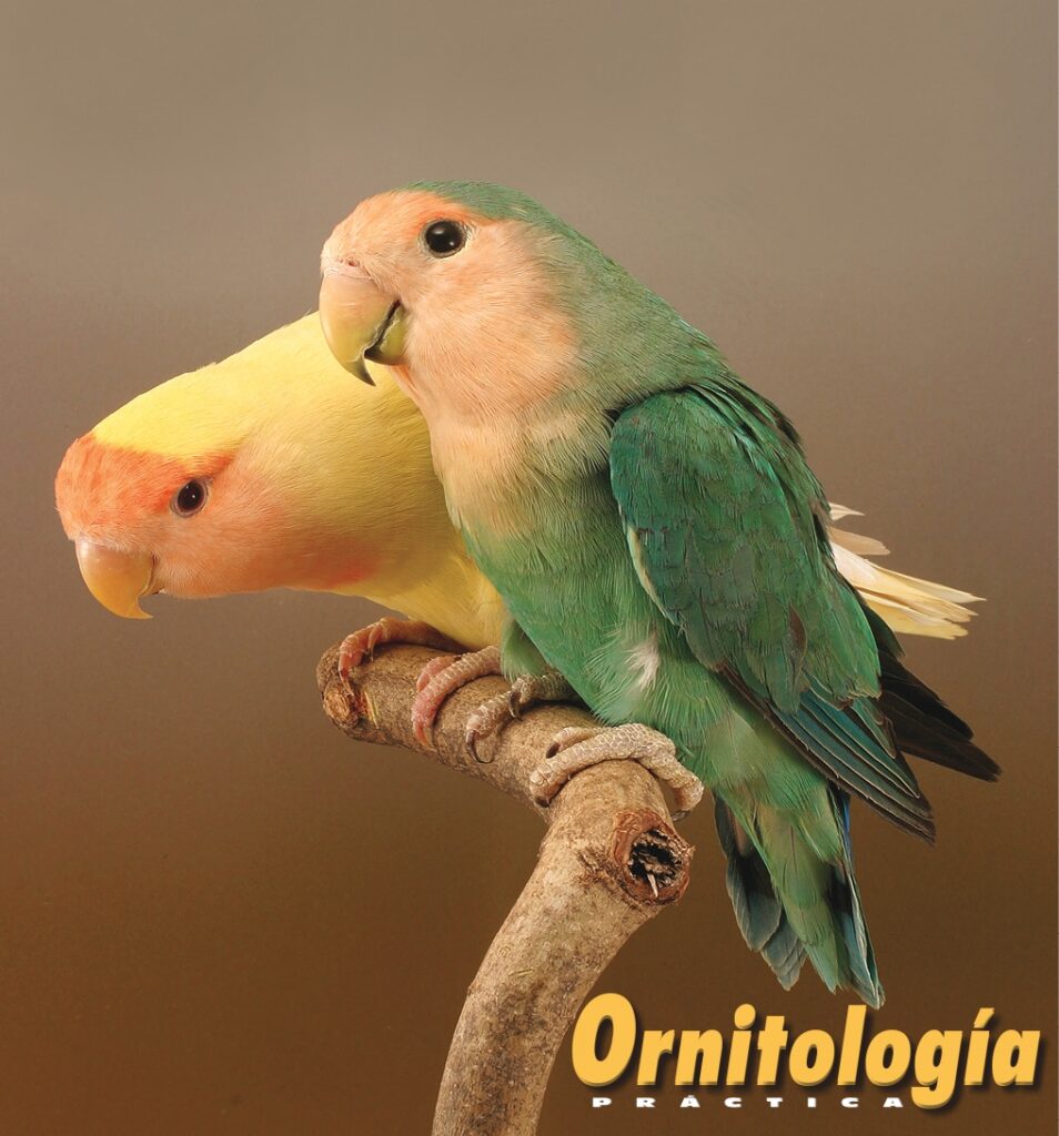 Agapornis roseicollis