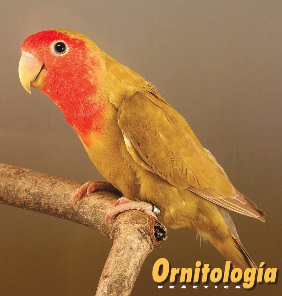 Agapornis roseicollis