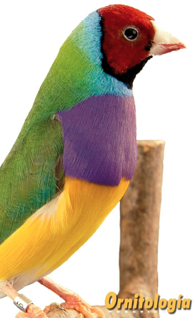 Macho clásico de máscara roja. Aviario: Juan Fernández Collado.