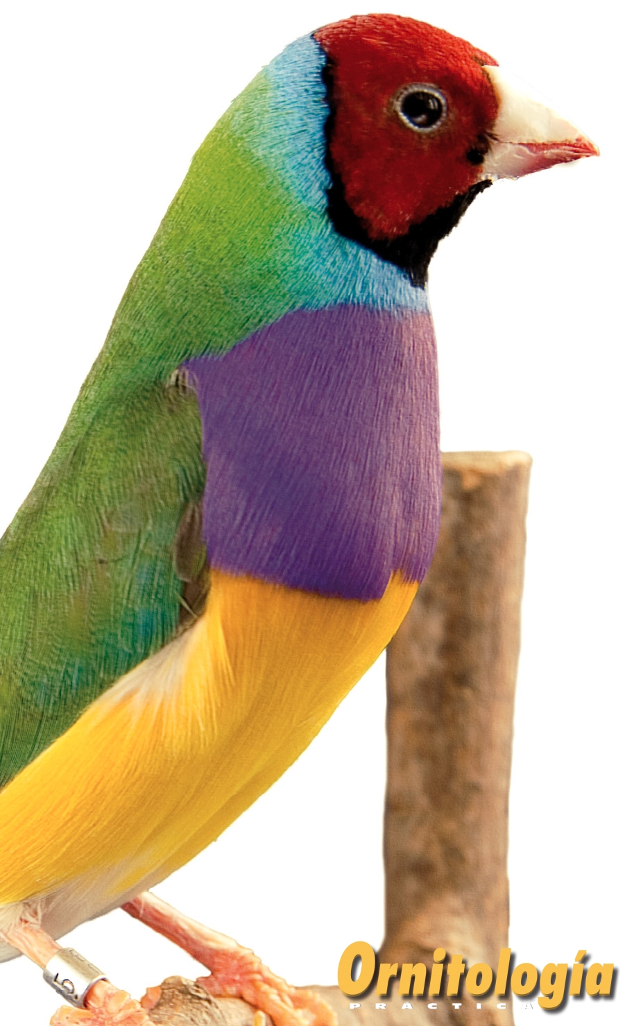 Macho clásico de máscara roja. Aviario: Juan Fernández Collado.