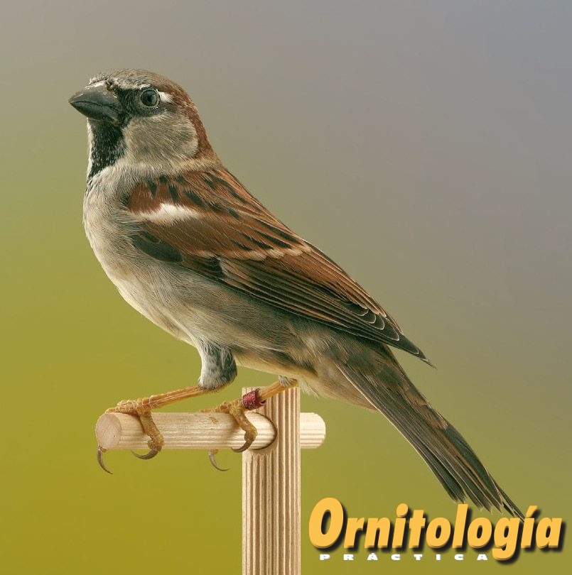Gorrión