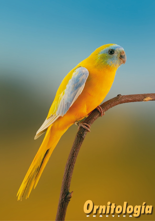 Periquito turquesa mutado. Foto: Alcedo.