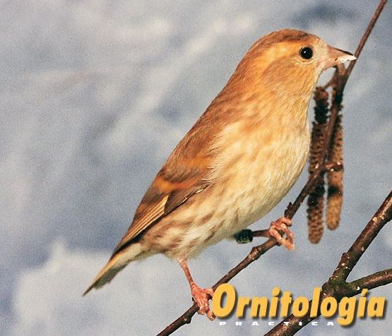 Lúgano bruno simple dilución