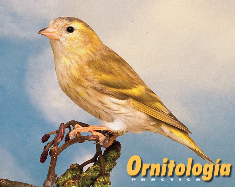 Lúgano bruno simple dilución