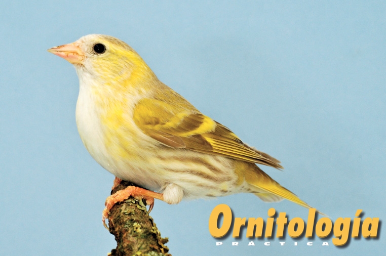 Lúgano isabela hembra