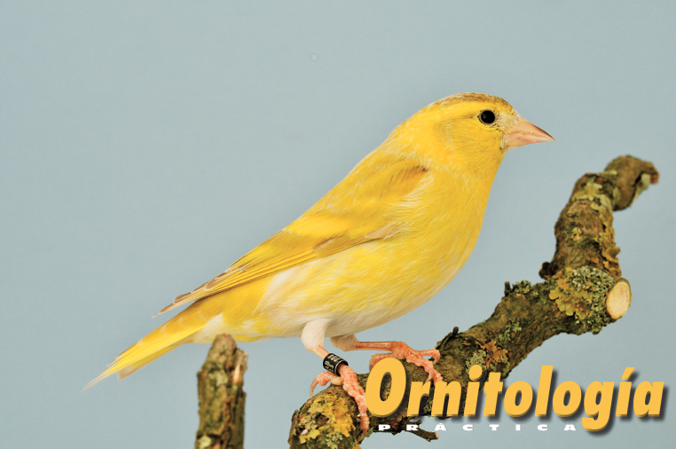 Lúgano isabela macho