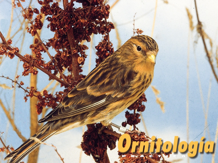 Pardillo piquigualdo