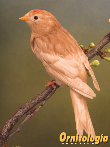 Pardillo sizerín bruno pastel