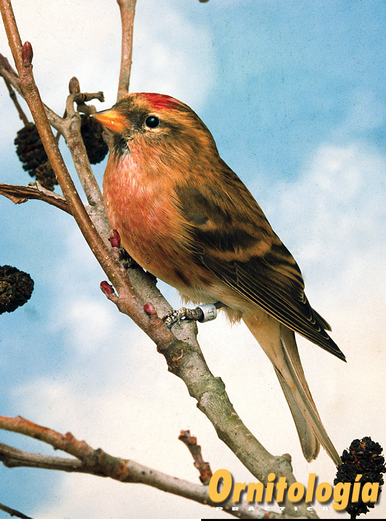Pardillo sizerín cabaret