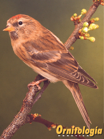 Pardillo sizerín pastel
