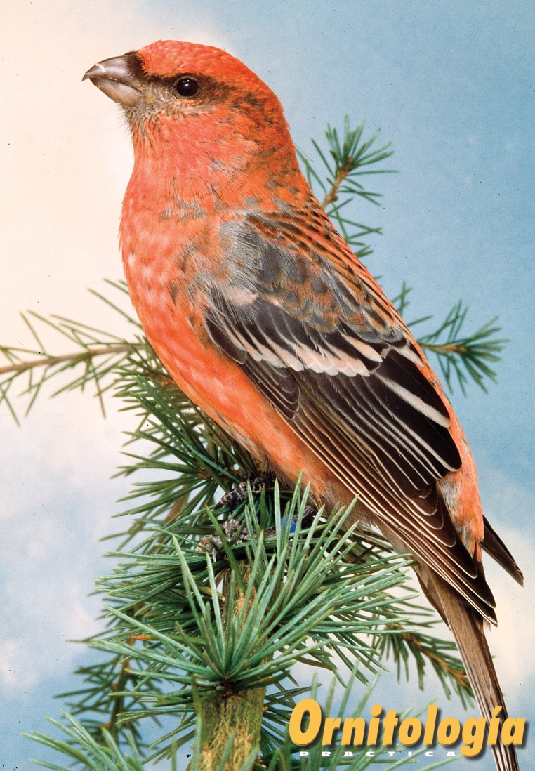 Camachuelo picogrueso macho