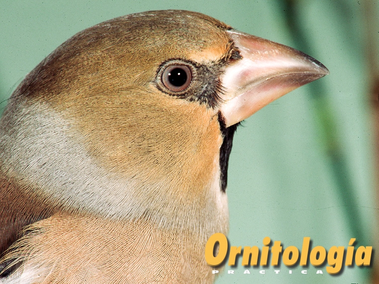 Detalle de la cabeza de Picogordo hembra.