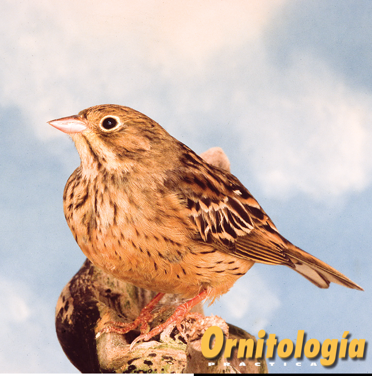 Escribano hortelano.