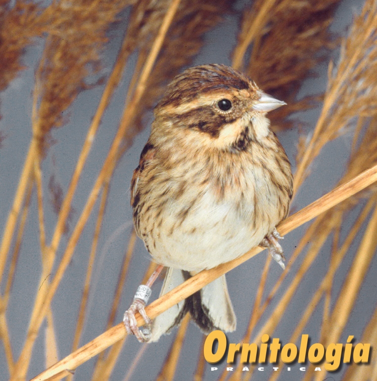 Escribano palustre