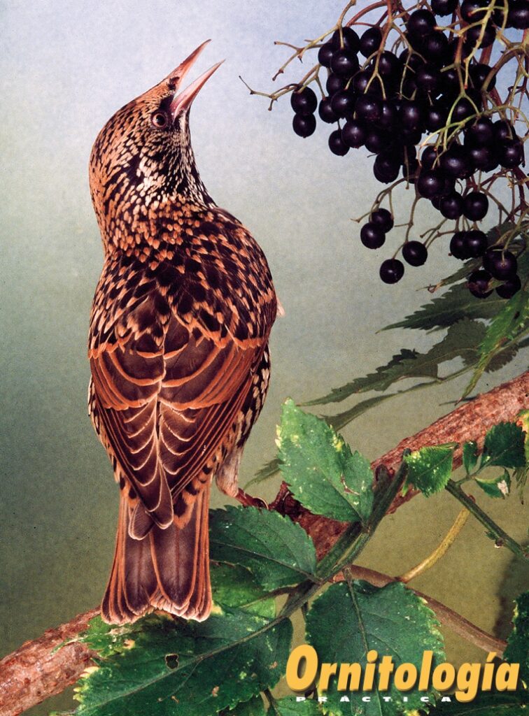 Estornino pinto bruno