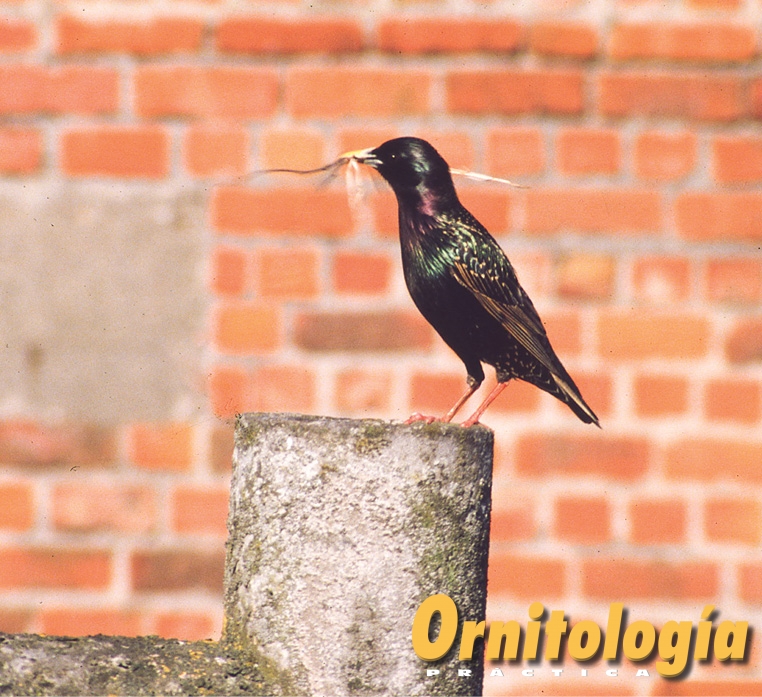 Estornino pinto comiendo una libélula.
