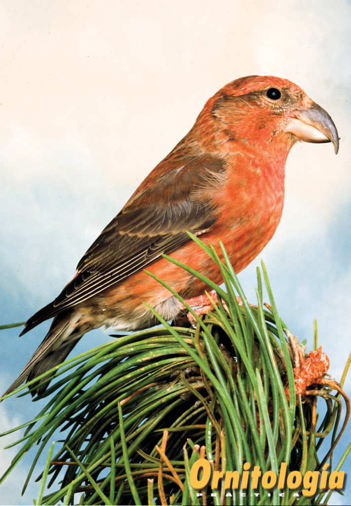 Loxia pityopsittacus