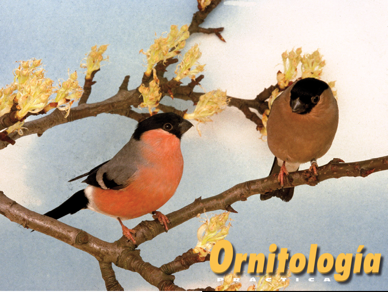 Pareja de Camachuelo común. El macho, a la izquierda.