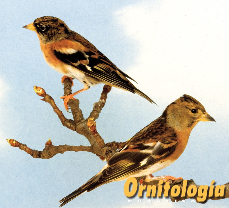 Pareja de Pinzones reales