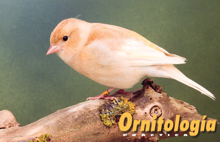 Pinzón vulgar isabela