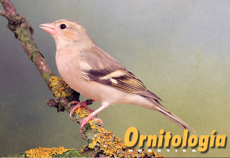 Pinzón vulgar pastel