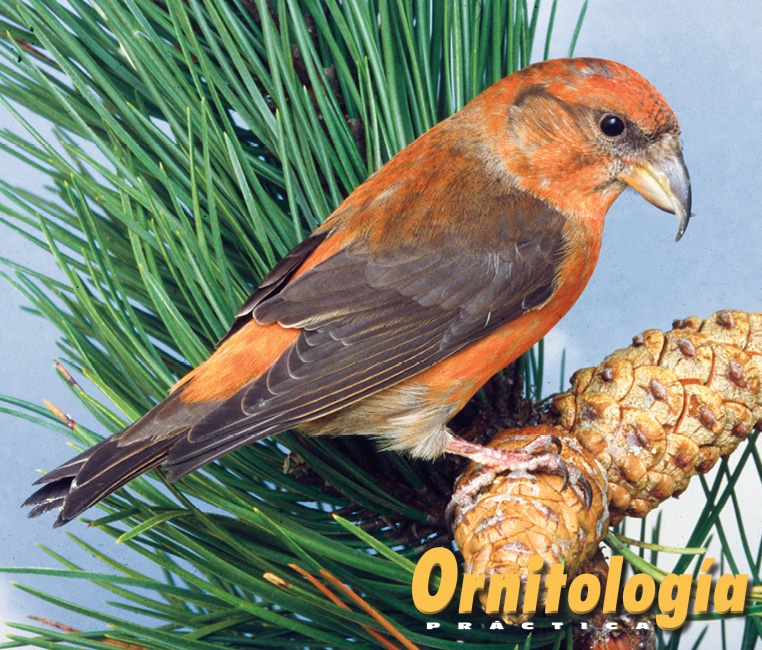 Piquituerto común macho