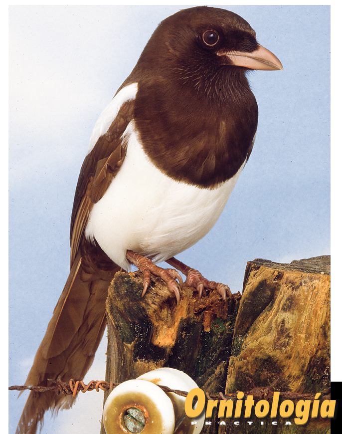 Urraca bruna.