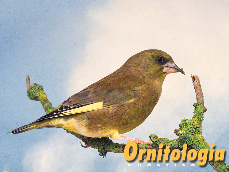 Verderón común macho