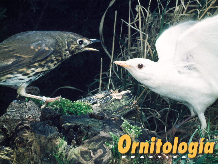 Zorzal común blanco, a la derecha, y ancestral, a la izquierda.