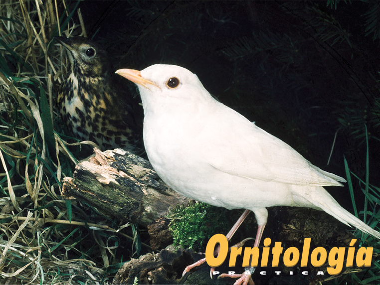Zorzal común blanco, en primer plano, y ancestral, al fondo.