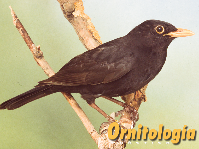 Mirlo negro