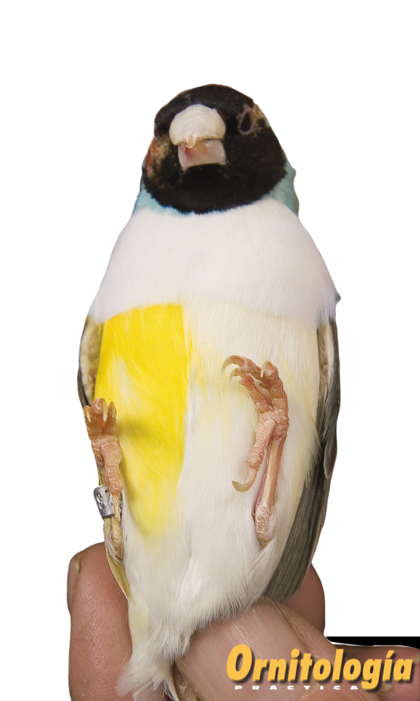 Gould Half Sider Frontal