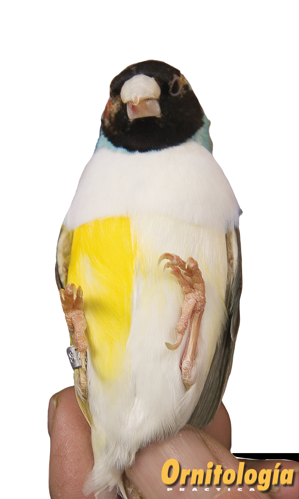 Gould Half Sider Frontal