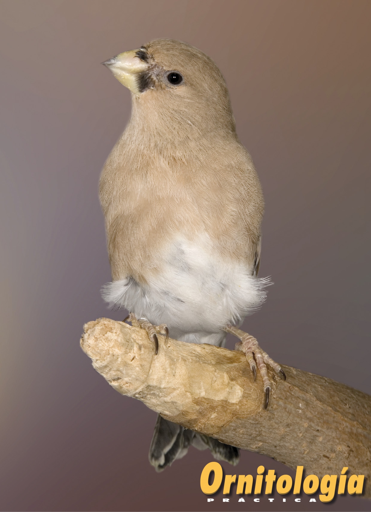 Camachuelo Desertícola