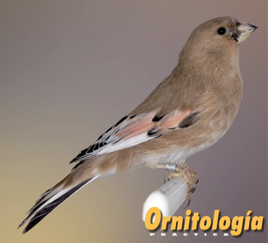 Camachuelo Desertícola