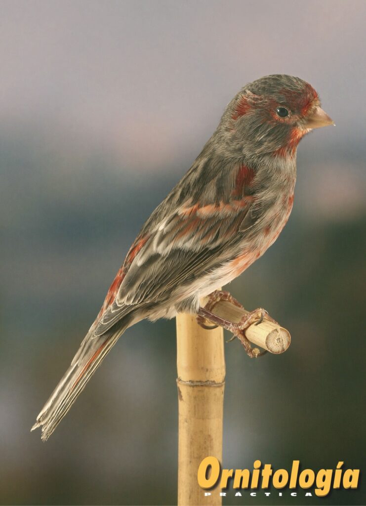 Macho Negro Onix Rojo Mosaico.