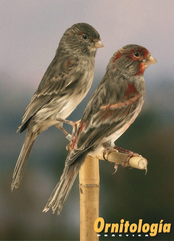 Negros Onix Rojo Mosaico de sexos opuestos