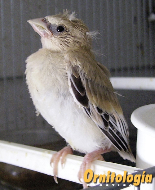 Camachuelo Desertícola Joven