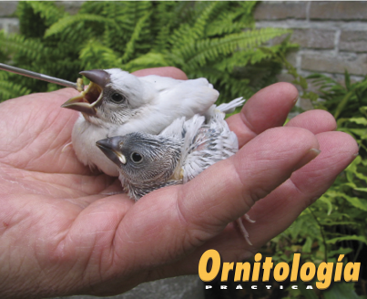 Alimentando a los pollos con jeringuilla