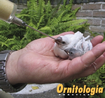 Alimentación de los Paddas